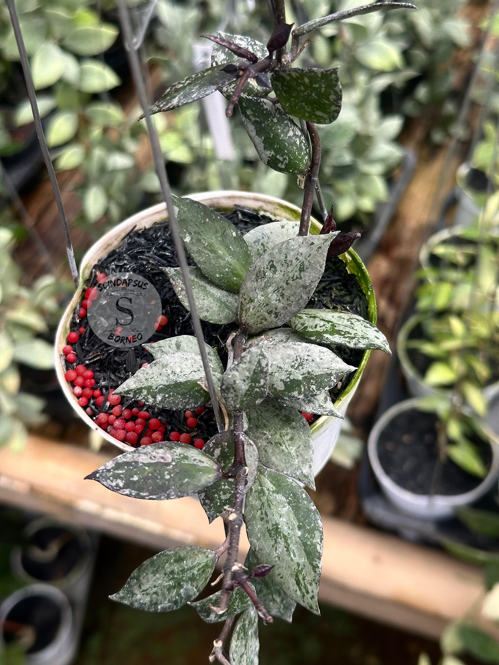 Hoya Lacunosa Violet