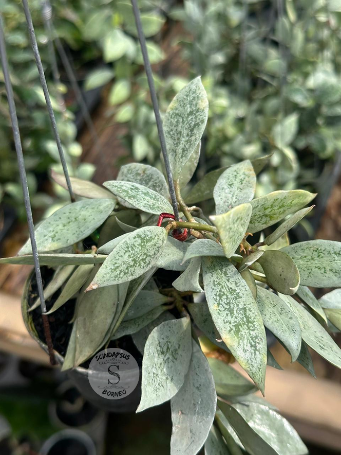 Hoya  Lacunosa &