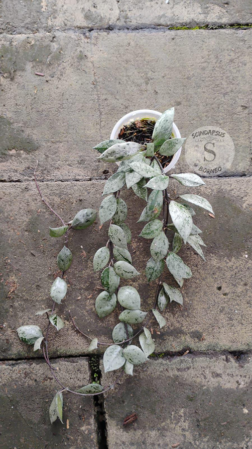 Hoya Lacunosa Black Aurora