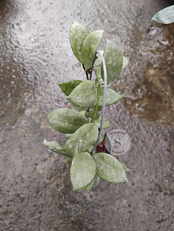 Hoya Lacunosa Kirana
