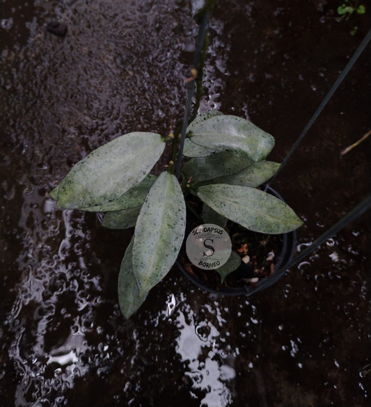 Hoya Lacunosa winter Pandora
