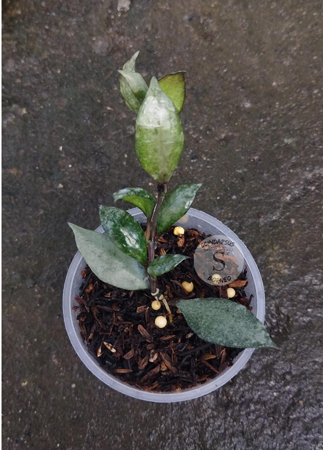 Hoya Lacunossa Violet