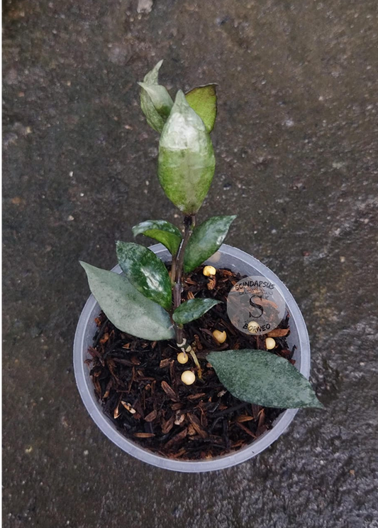 Hoya Lacunossa Violet