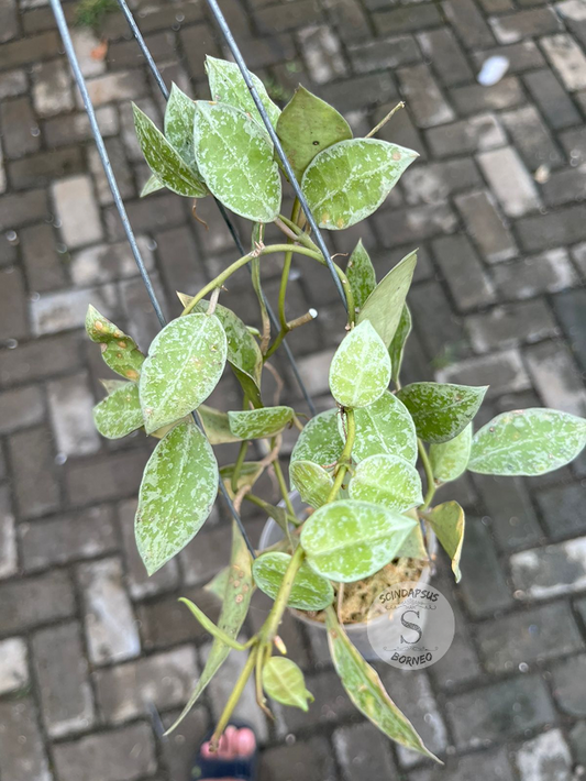 Hoya Lagunosa Zebra Scin