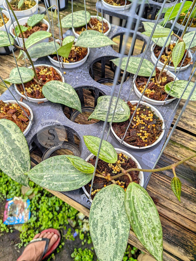 Hoya Macrofhoyllya Snow Queen - Scindapsus Borneo