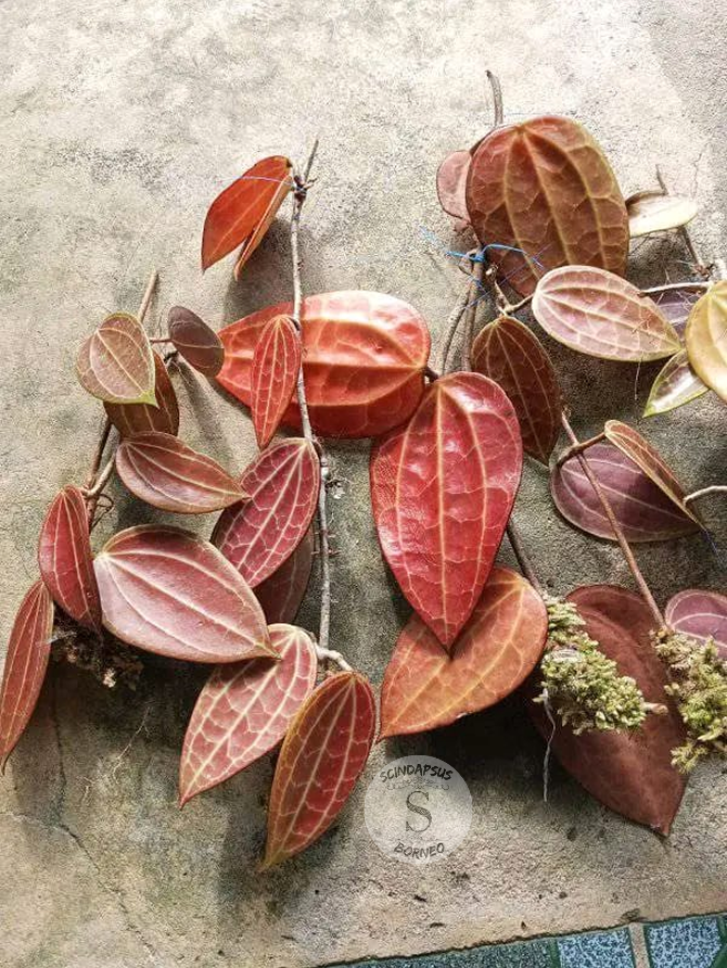 Hoya Macrophylla Red