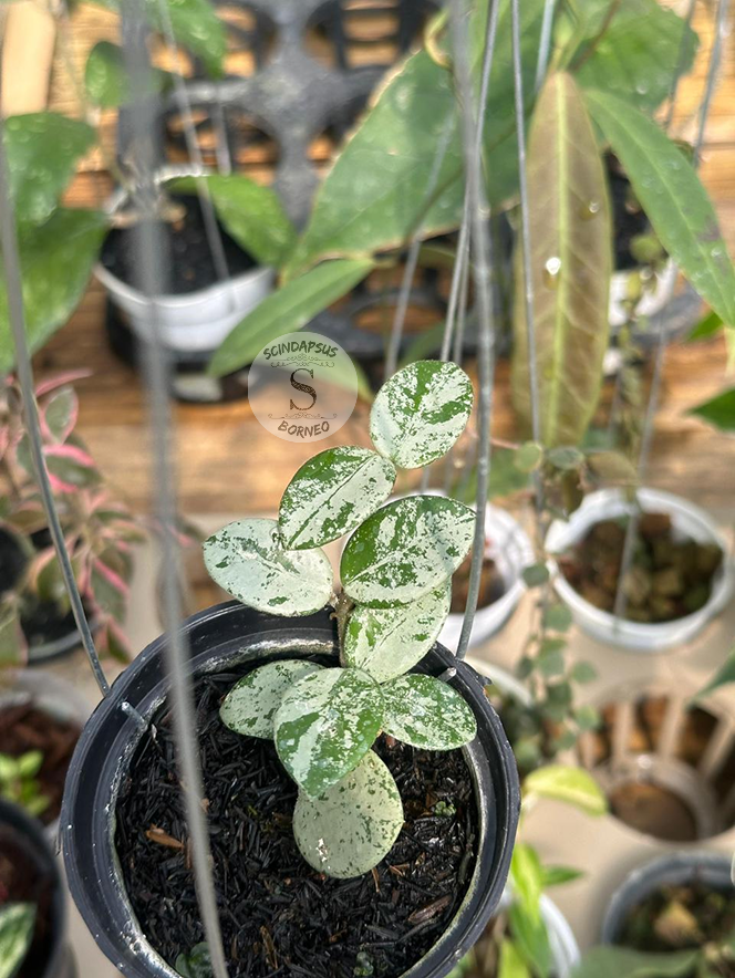 Hoya Mathilde Splash