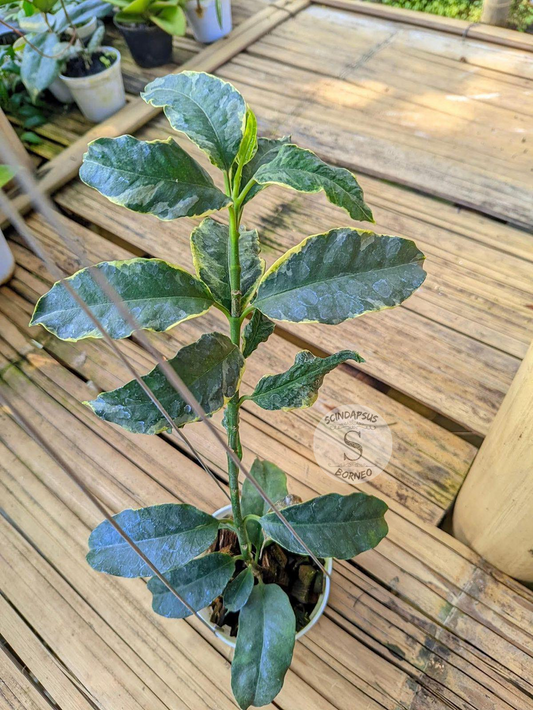 Hoya Multiflora Albo