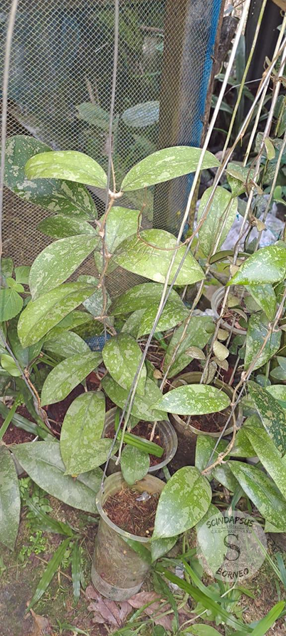 Hoya Parbesi Green Splash - Scindapsus Borneo