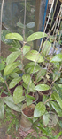 Hoya Parbesi Green Splash - Scindapsus Borneo