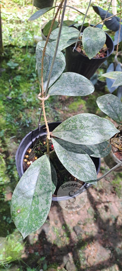 Hoya Parbesi Splash - Scindapsus Borneo