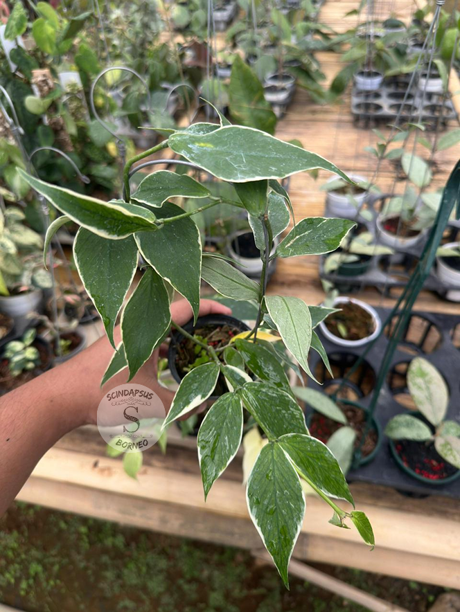 Hoya Polyneura Albo