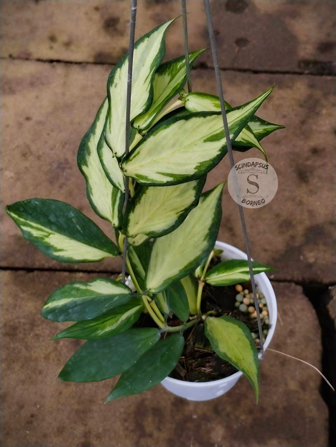 Hoya Polyneura Inner