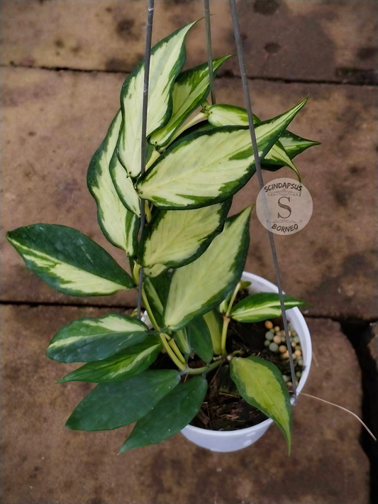 Hoya Polyneura Inner