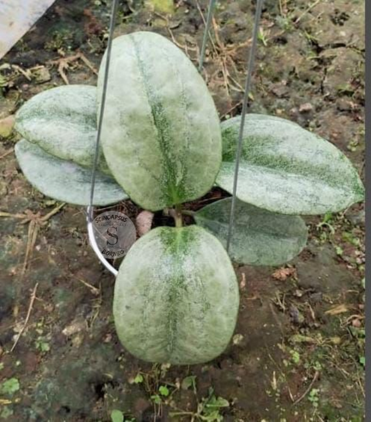 Hoya Rimba Perak