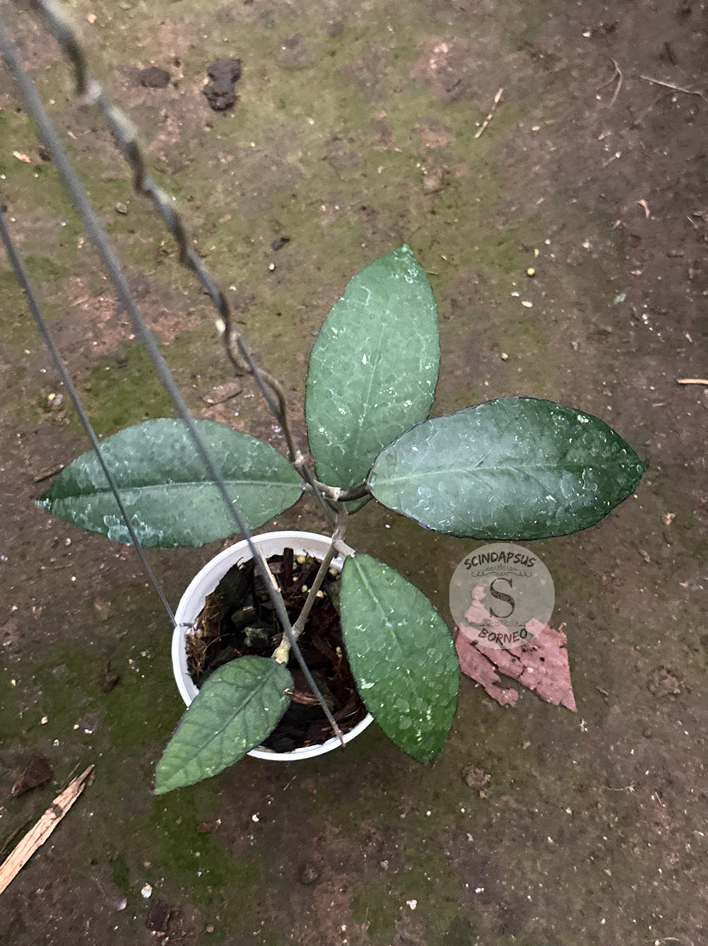 Hoya SP Aceh Black Octopus