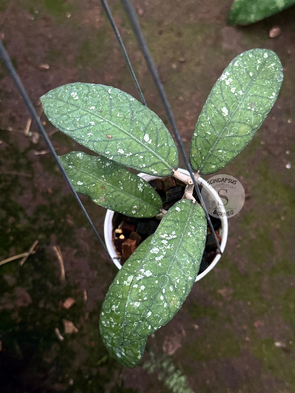 Hoya SP Aceh Buperlak