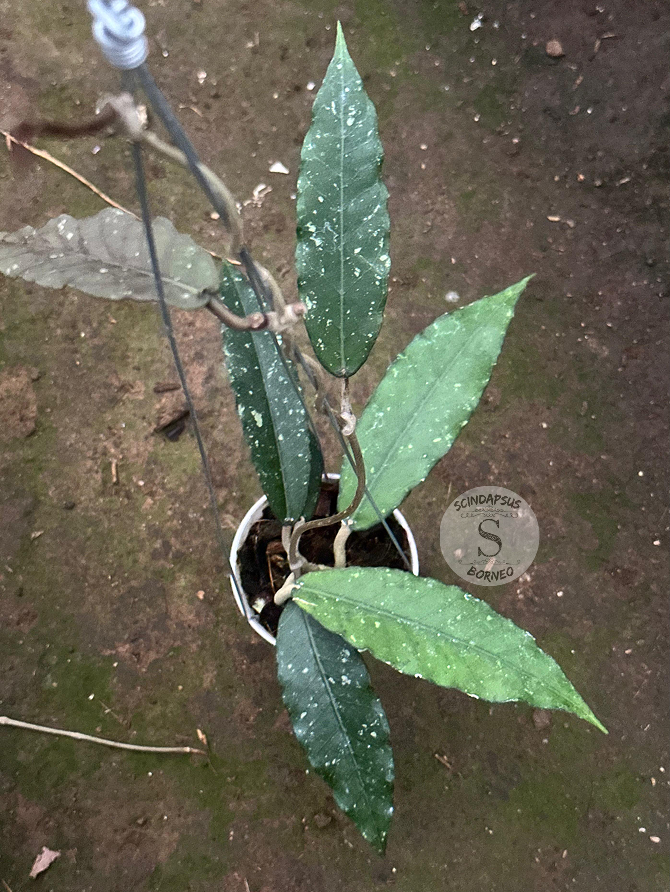 Hoya SP Aceh Bur Jerango