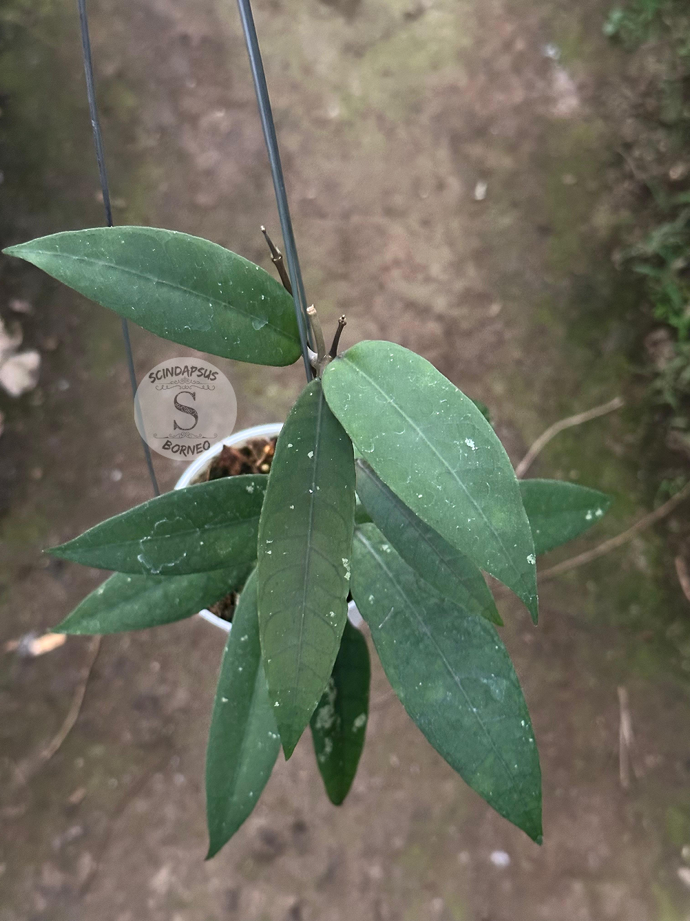 Hoya SP Aceh Enma