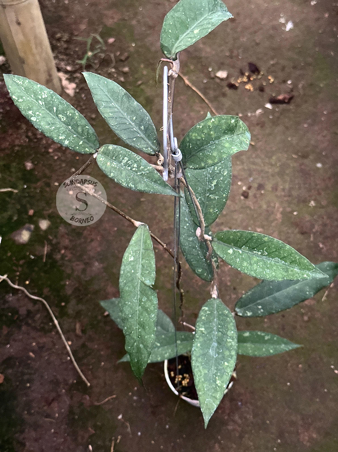 Hoya SP Aceh Gunung Genting