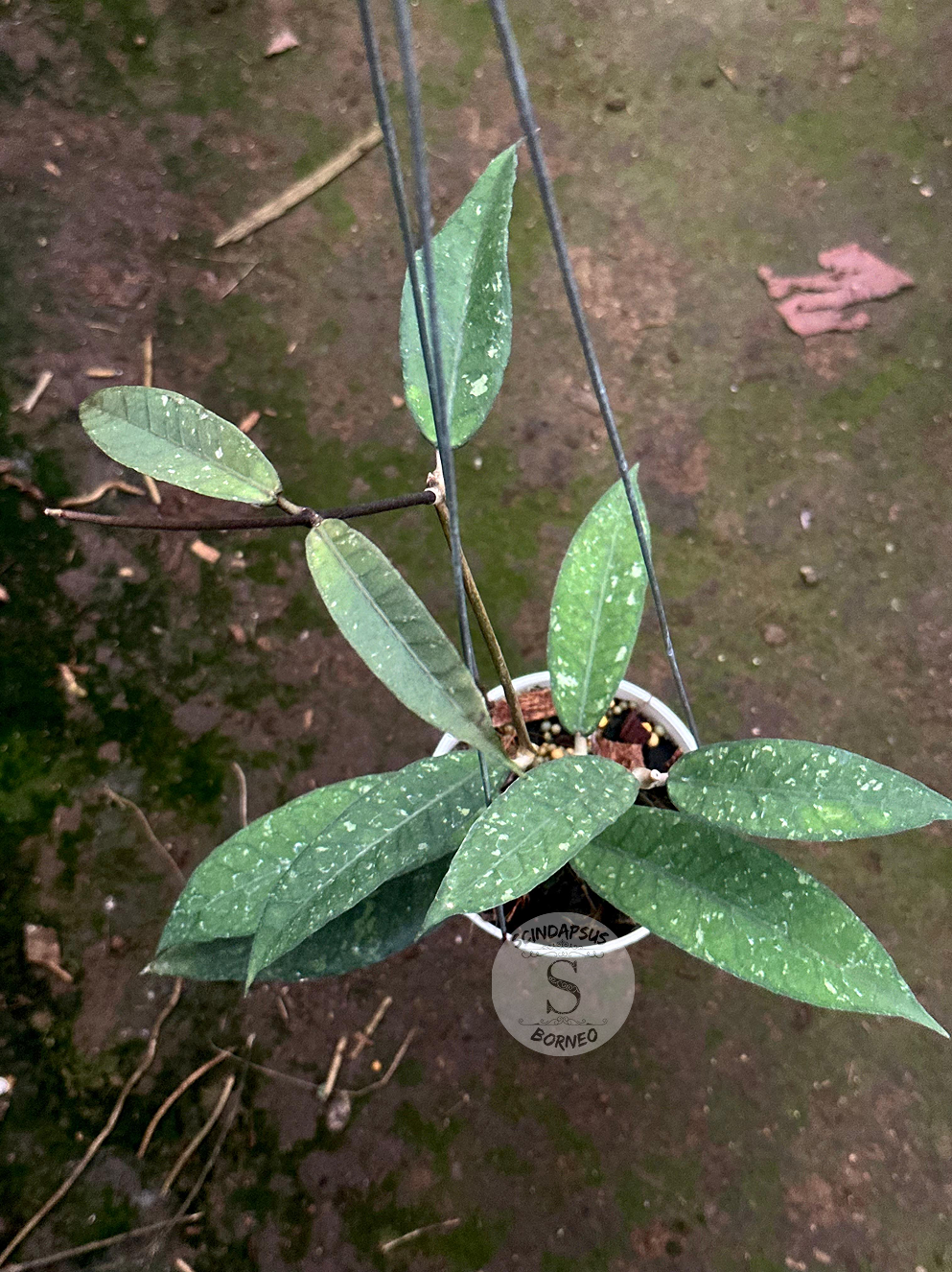Hoya SP Aceh Midnight