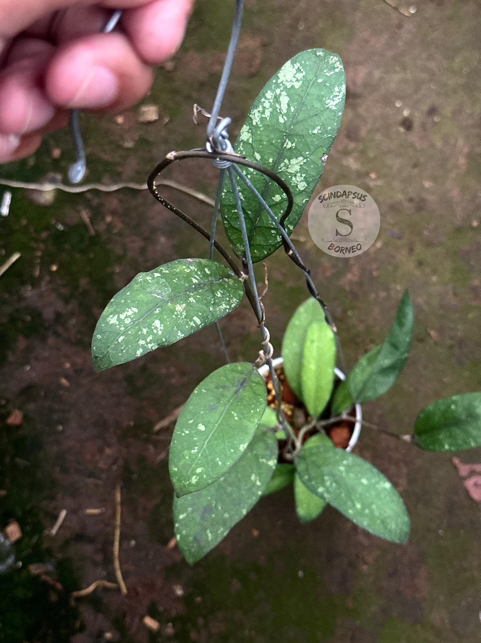 Hoya SP Aceh Mustika