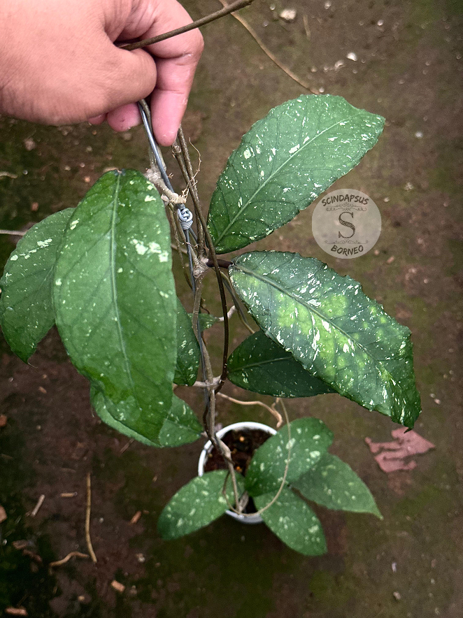 Hoya SP Aceh Pandan Dalu