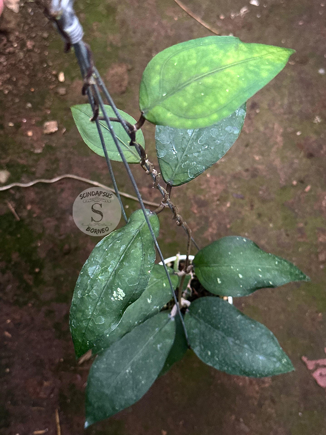 Hoya SP Aceh Tamiyang