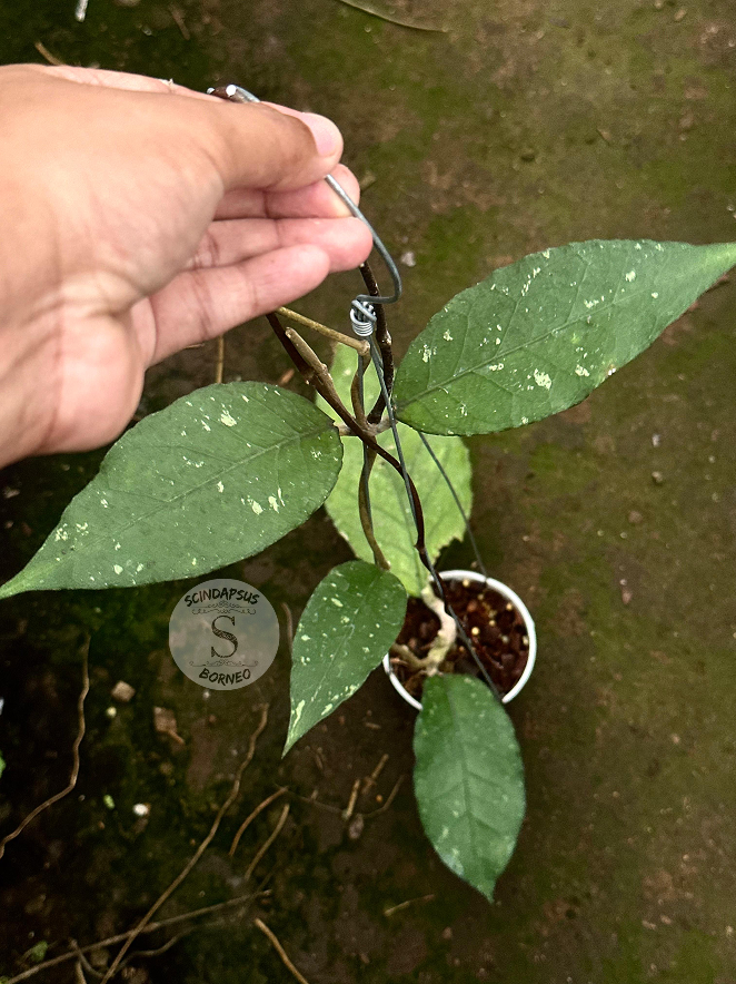 Hoya SP Aceh Twilight