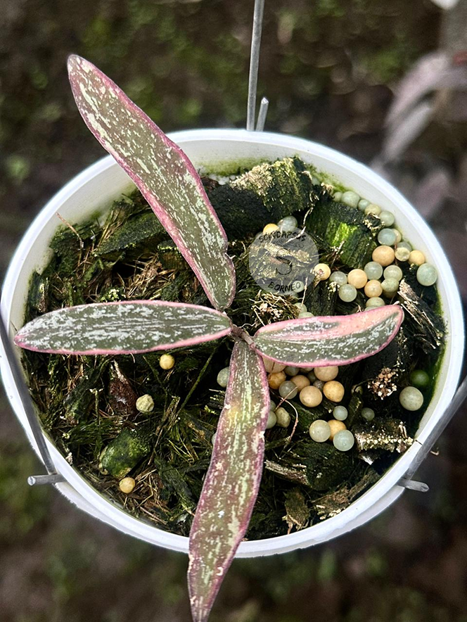 Hoya Sigillatis Inner Var