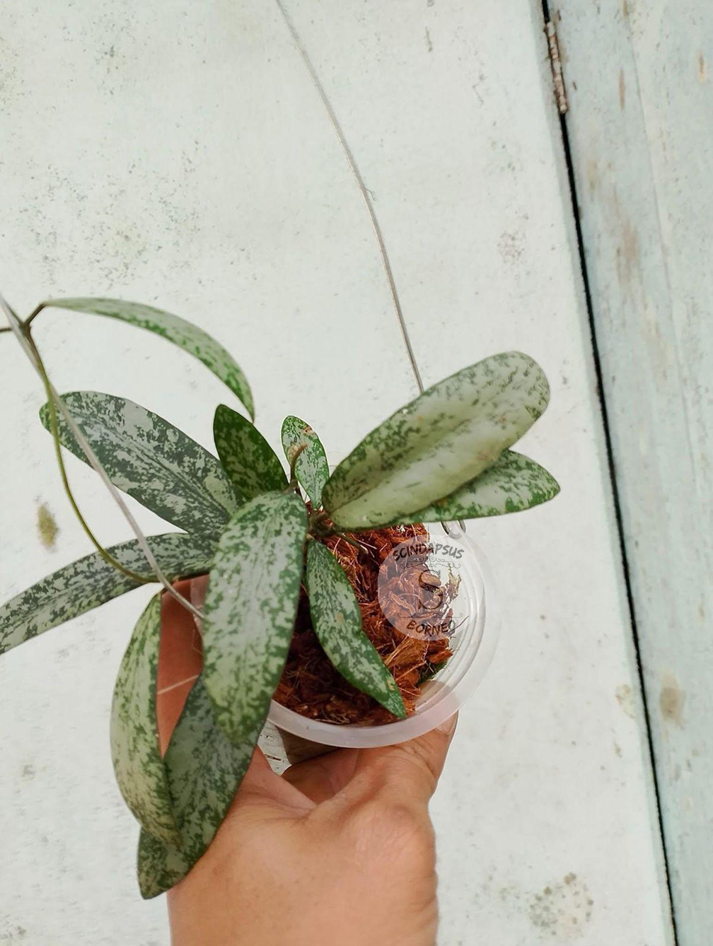 Hoya Singalitis Splash - Scindapsus Borneo