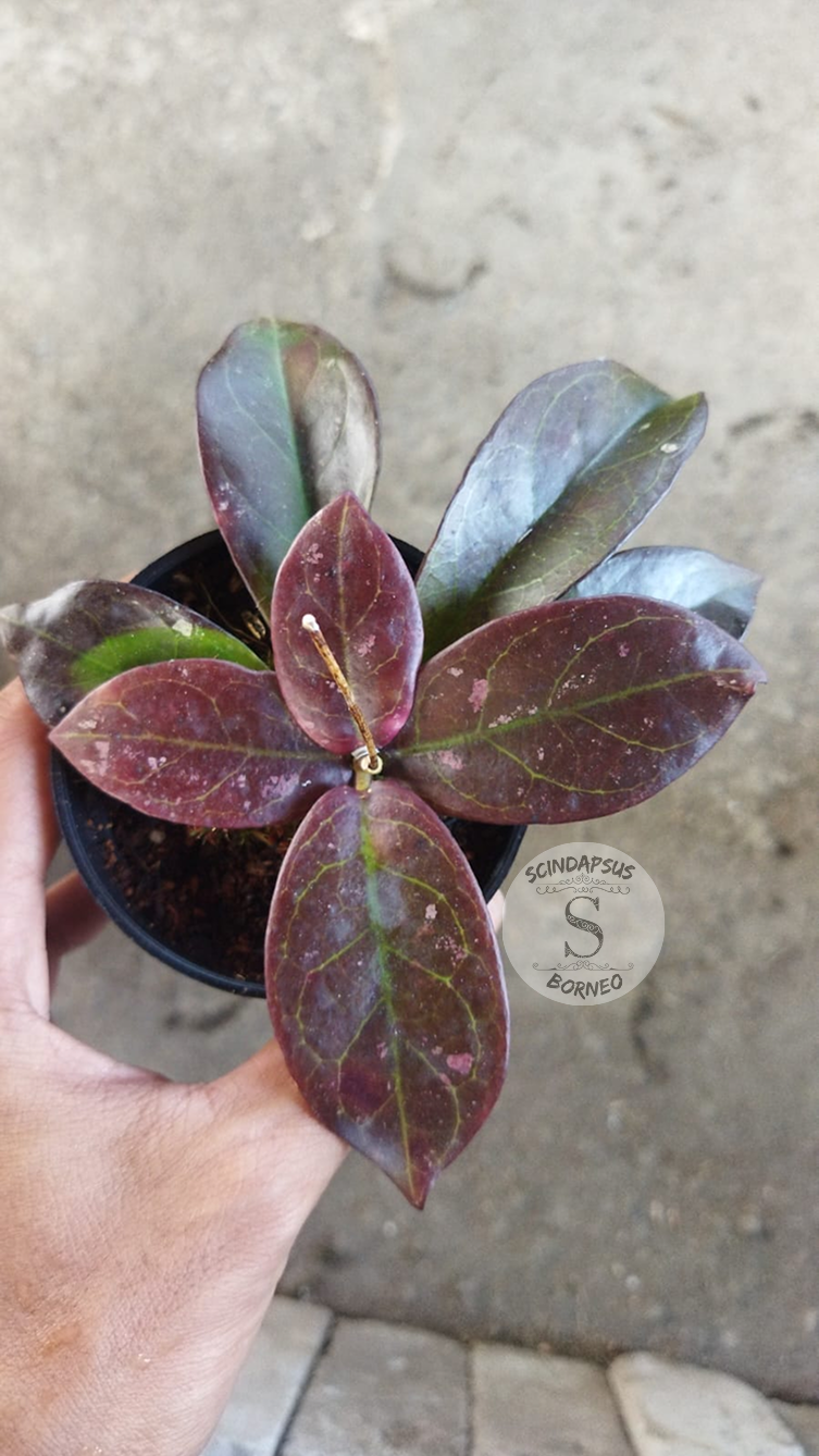 Hoya Buntokensis Red - Scindapsus Borneo