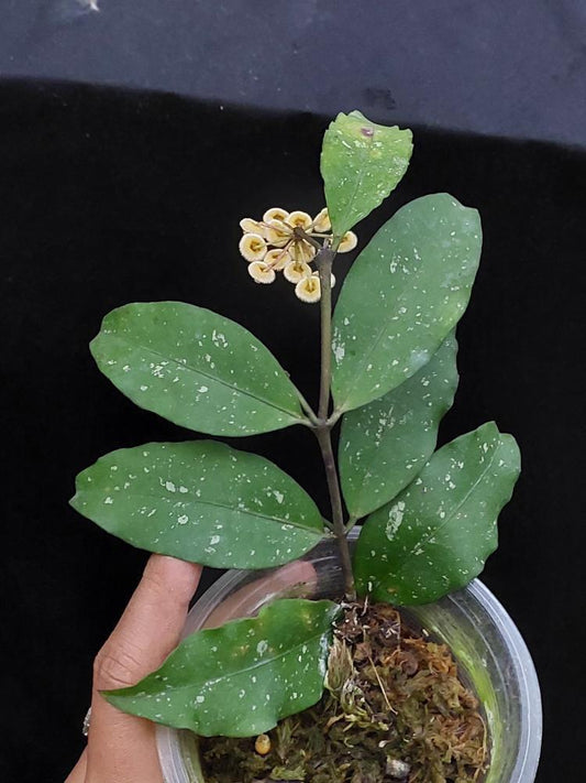 Hoya Sp Jawa Timur - Scindapsus Borneo