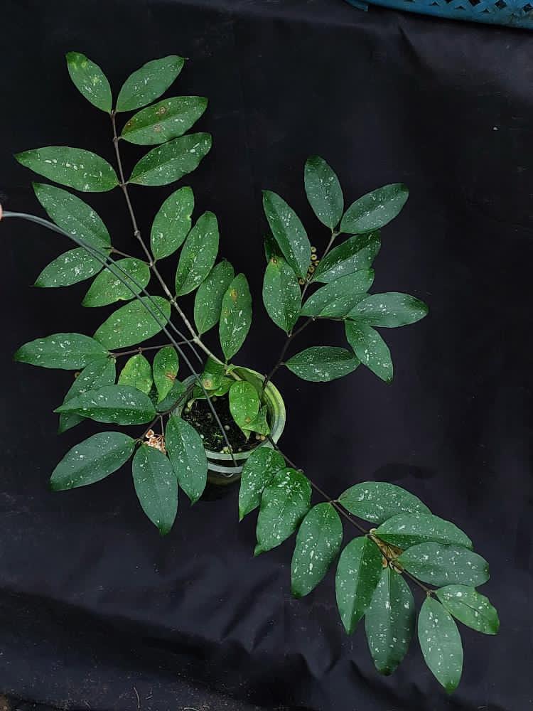 Hoya Sp Jawa Timur - Scindapsus Borneo
