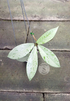 Hoya Tsangii Albomarginata - Scindapsus Borneo