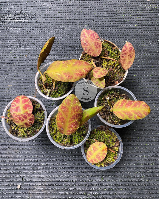 Hoya Turtle
