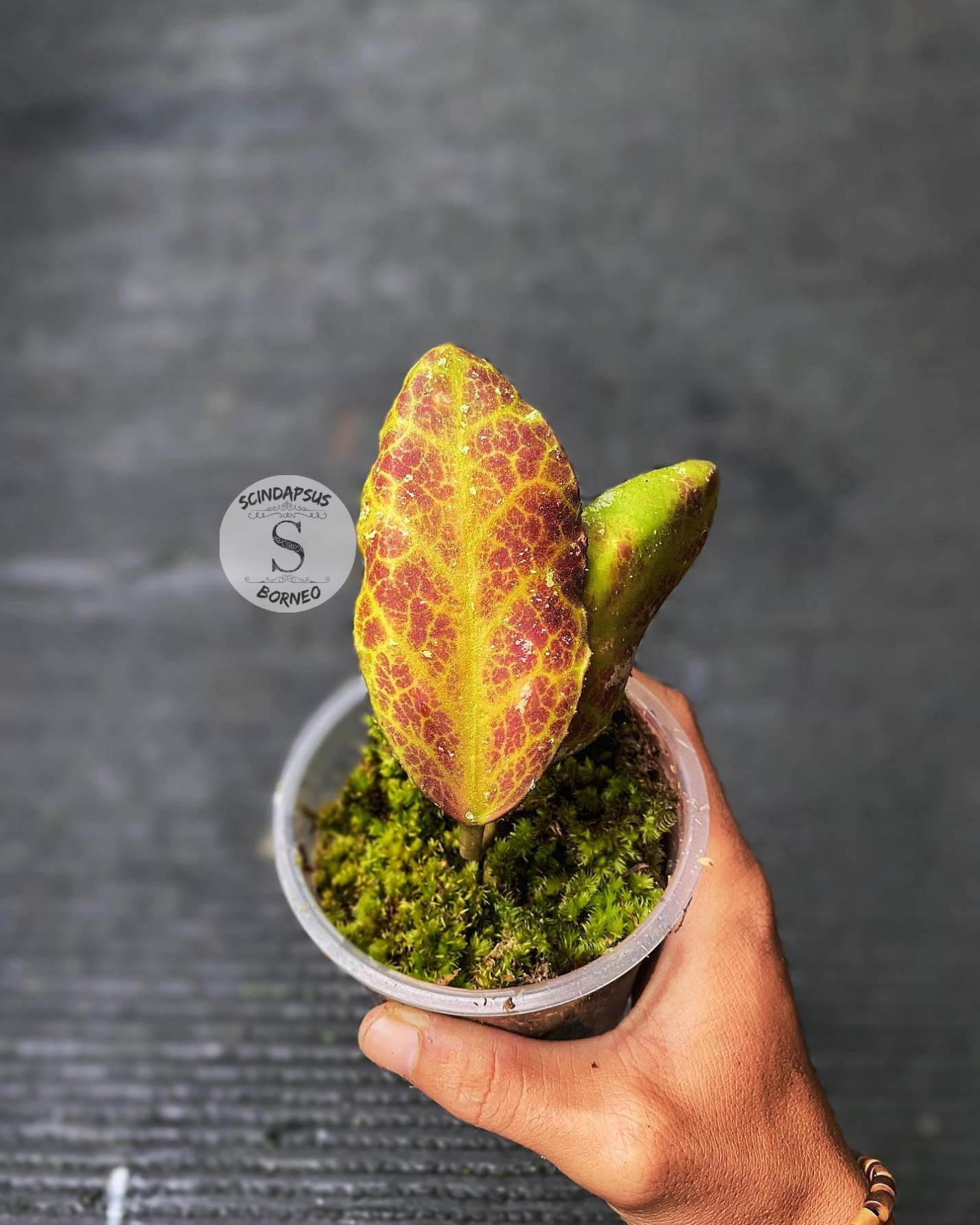 Hoya Turtle