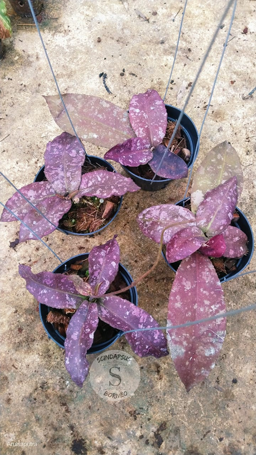 Hoya Undulata Red Splash