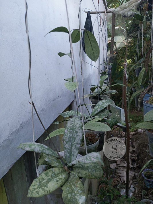 Hoya Undulata Silver Splash - Scindapsus Borneo