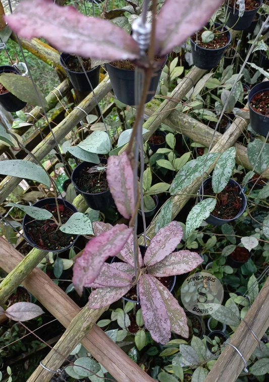 Hoya Undulata Silver Pink