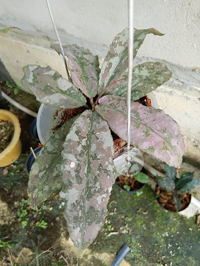 Hoya Undulata Silver Pink Army