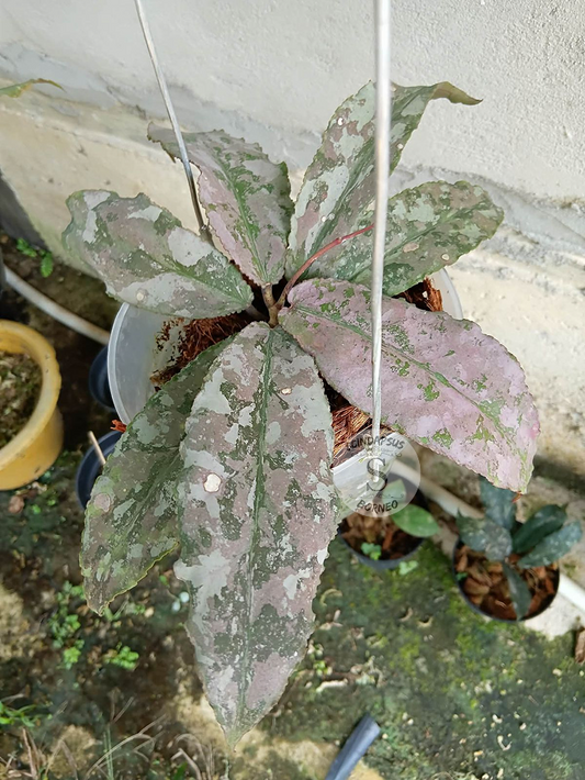Hoya Undulata Silver Pink Army