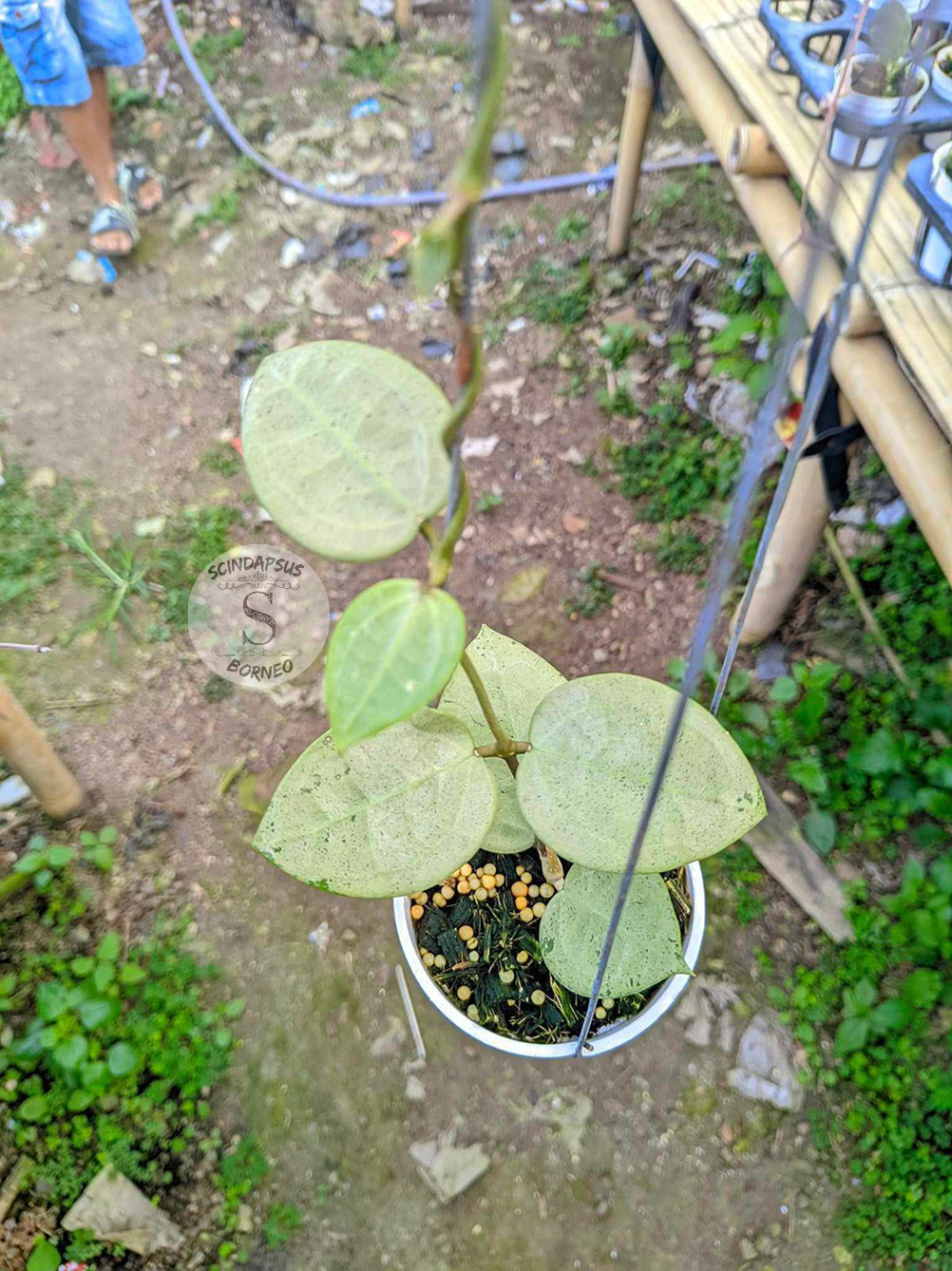 Hoya Verticilata Heat Silver - Scindapsus Borneo