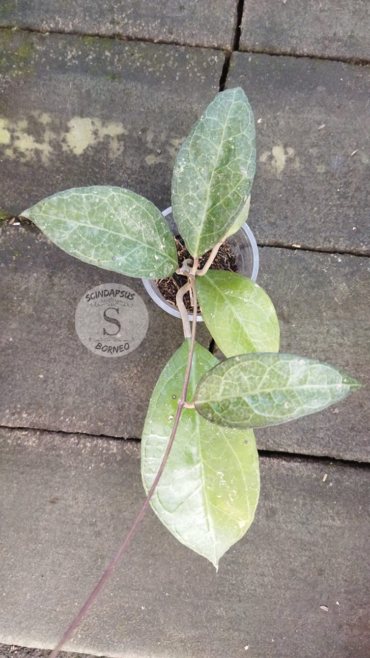 Hoya Verticillaya Sp Lampung - Scindapsus Borneo