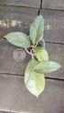 Hoya Verticillaya Sp Lampung - Scindapsus Borneo