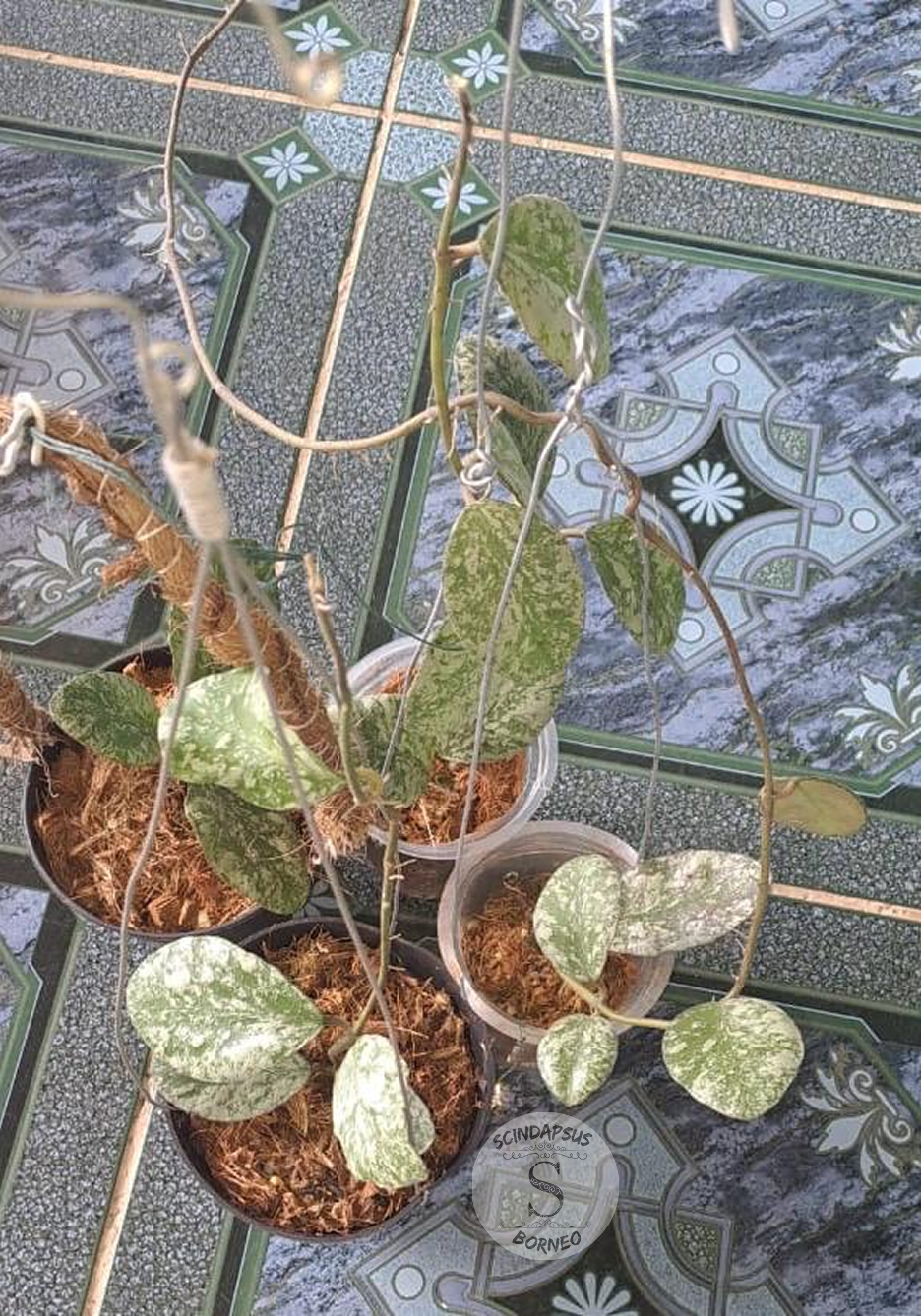 Hoya Waymaniae Splash - Scindapsus Borneo