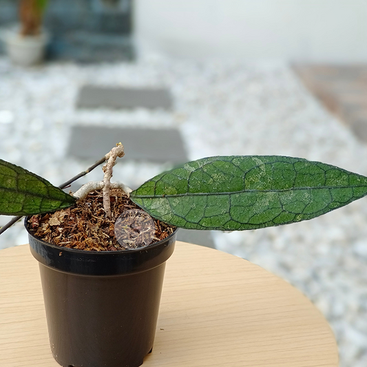 Hoya Clamensorium