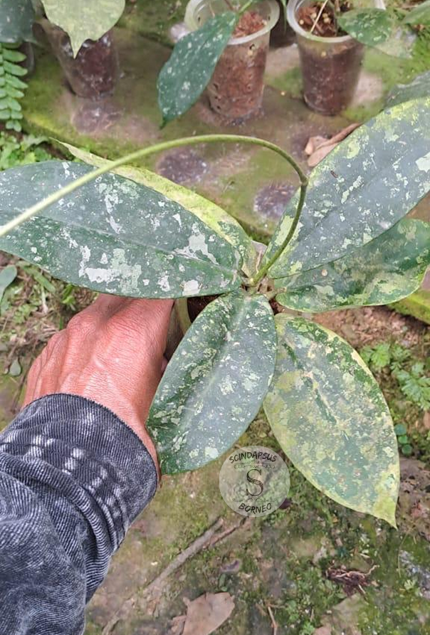 Hoya Mitrata Splash - Scindapsus Borneo
