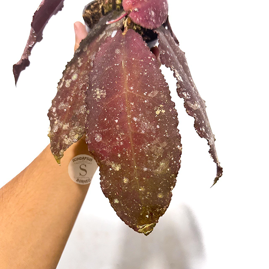 Hoya Undulata Red - Scindapsus Borneo