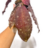 Hoya Undulata Red - Scindapsus Borneo